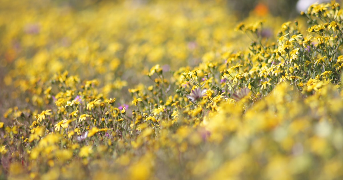 Northern Cape Conference Venues