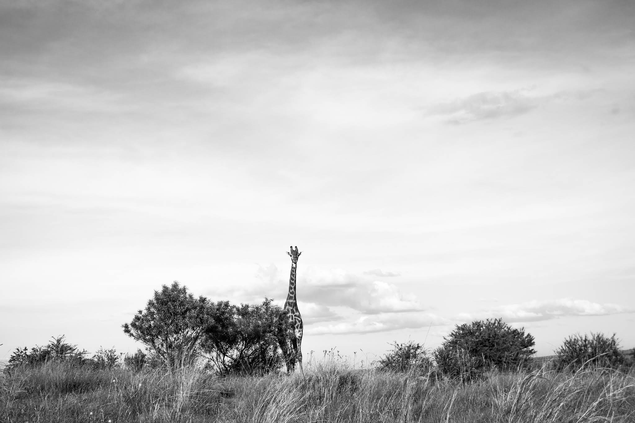 26 Degrees South Bush Boho Hotel — photo 4