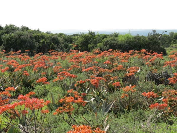 East Cape Game Lodge & Conference