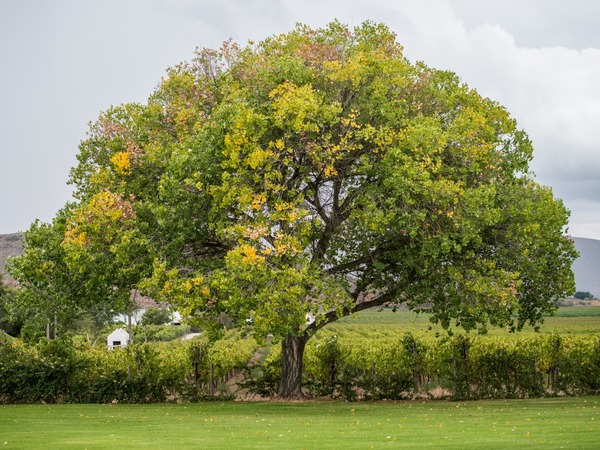 Excelsior Manor Guesthouse