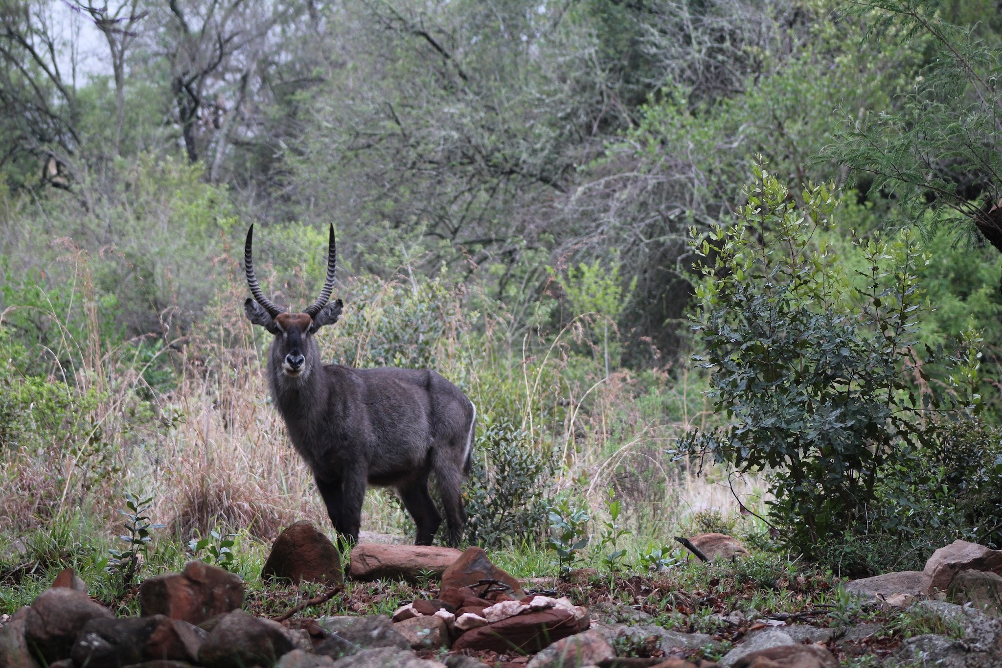 Forest Creek Lodge — photo 4