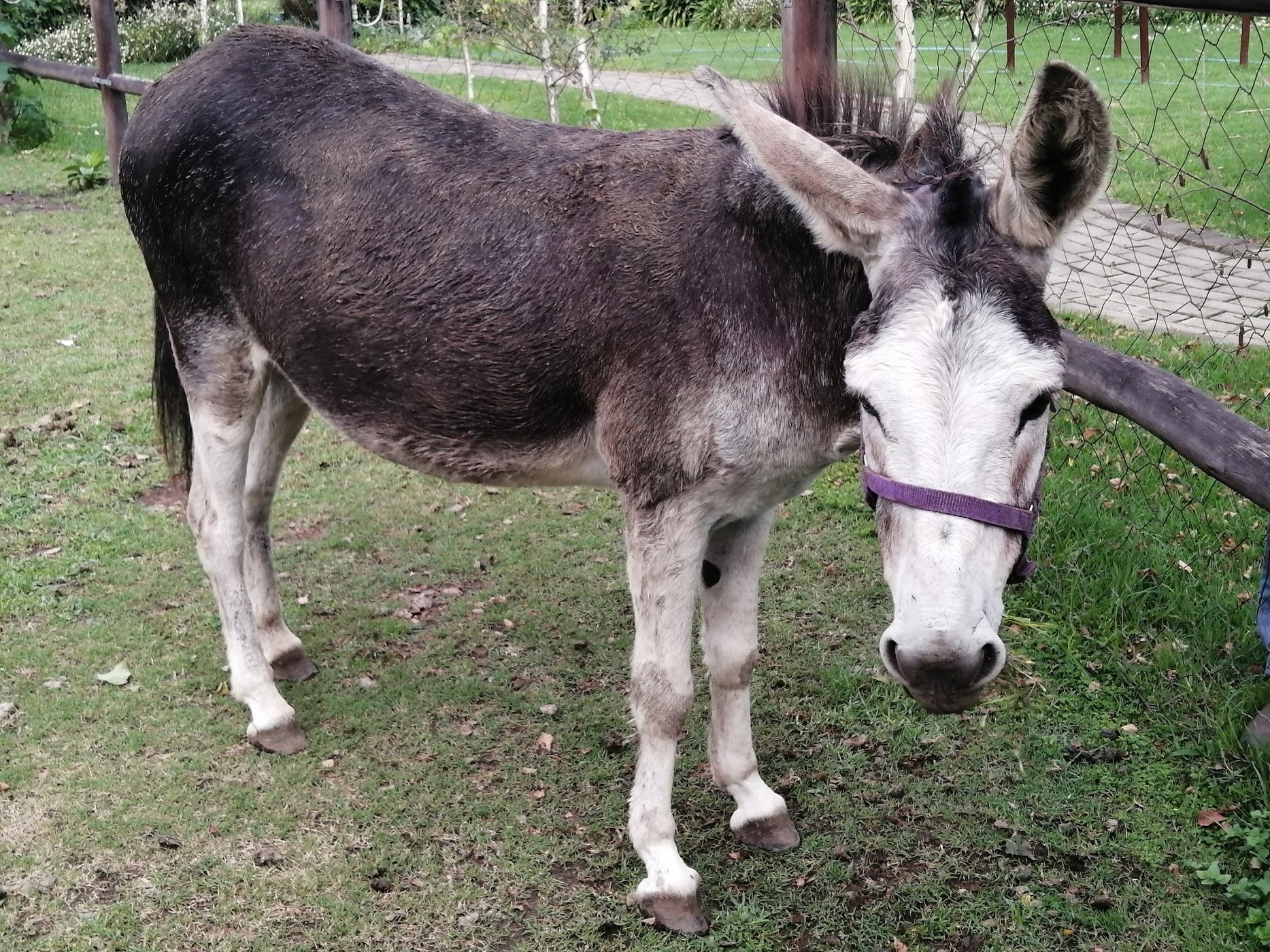 Green Lantern Inn — photo 3
