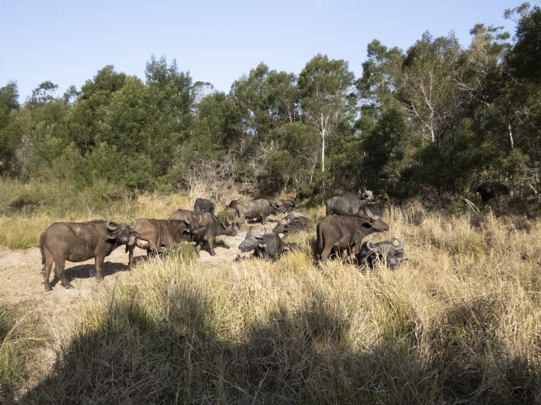 Inkwenkwezi Private Game Reserve — photo 2