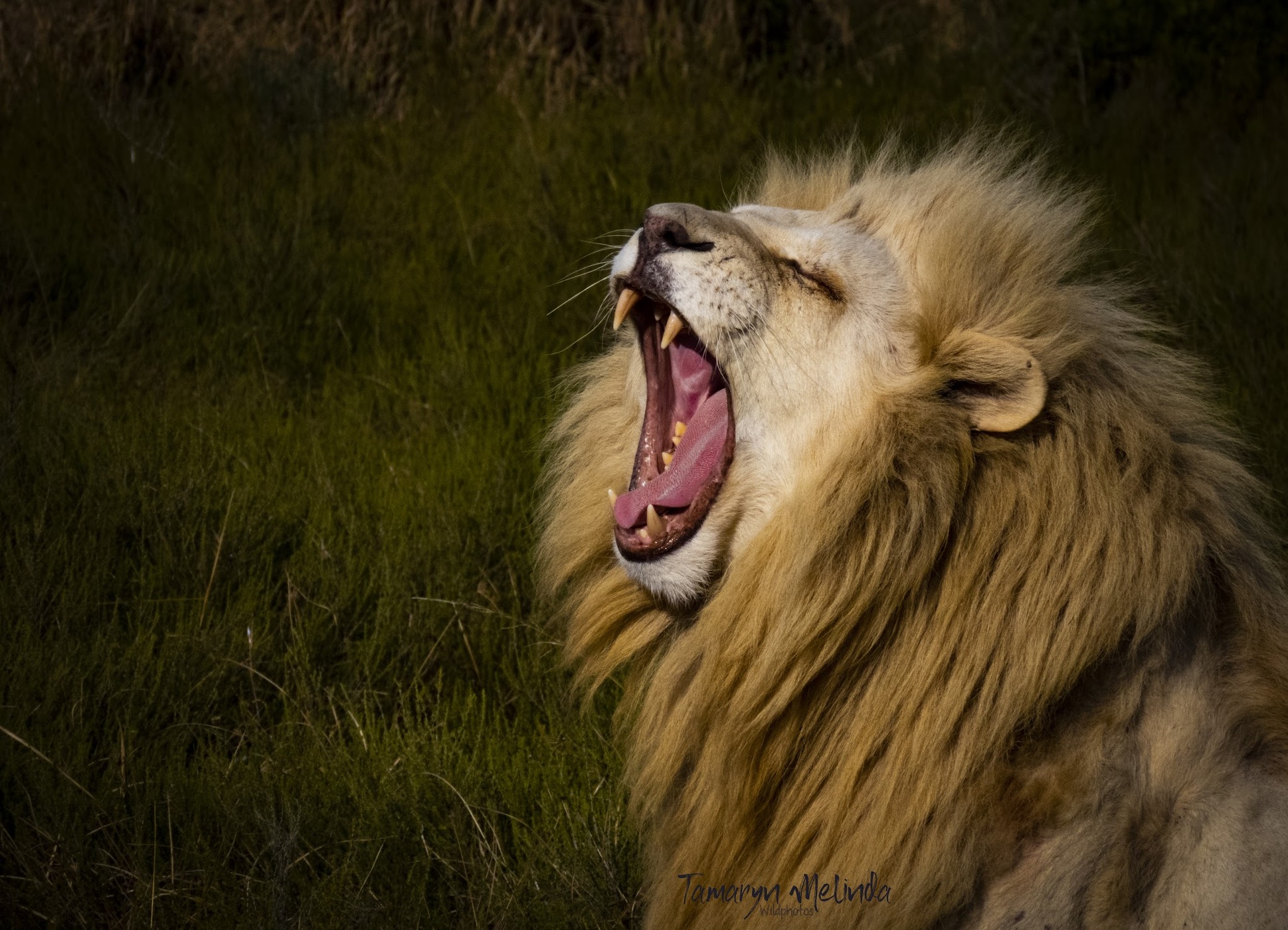 Inkwenkwezi Private Game Reserve — photo 4