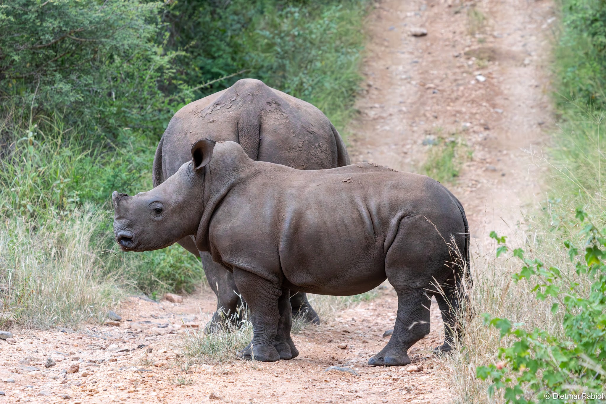 Makalali Private Game Lodge — photo 4