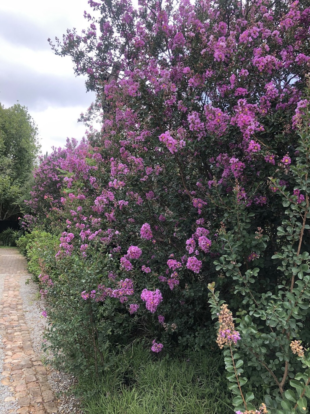 Midrand Wild Goose Guest House — photo 3