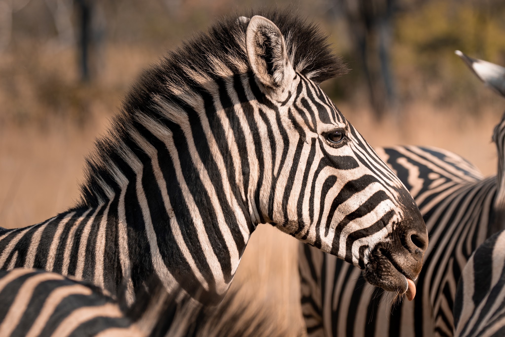 Nedile Lodge — photo 2