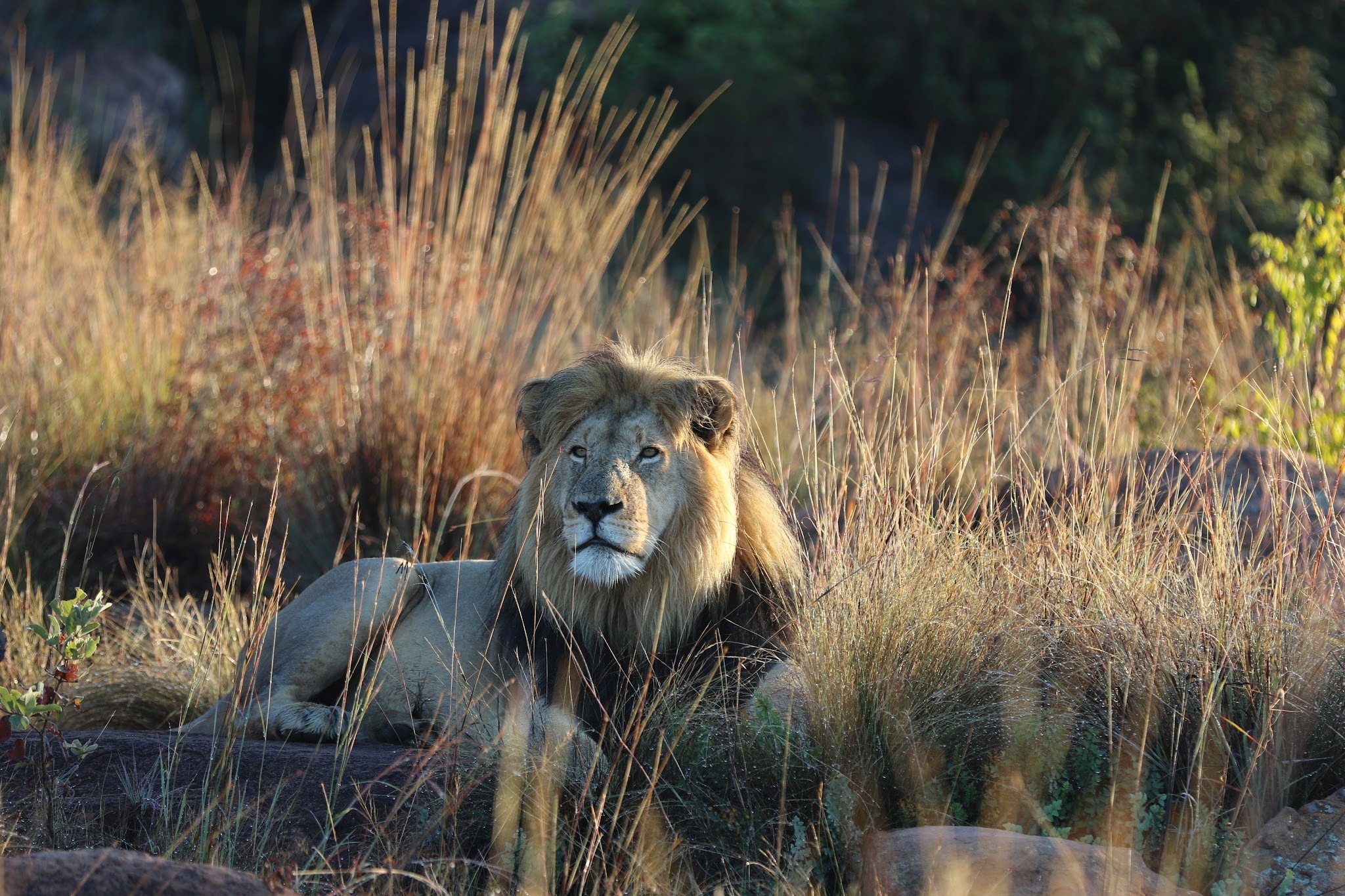 Nedile Lodge — photo 3