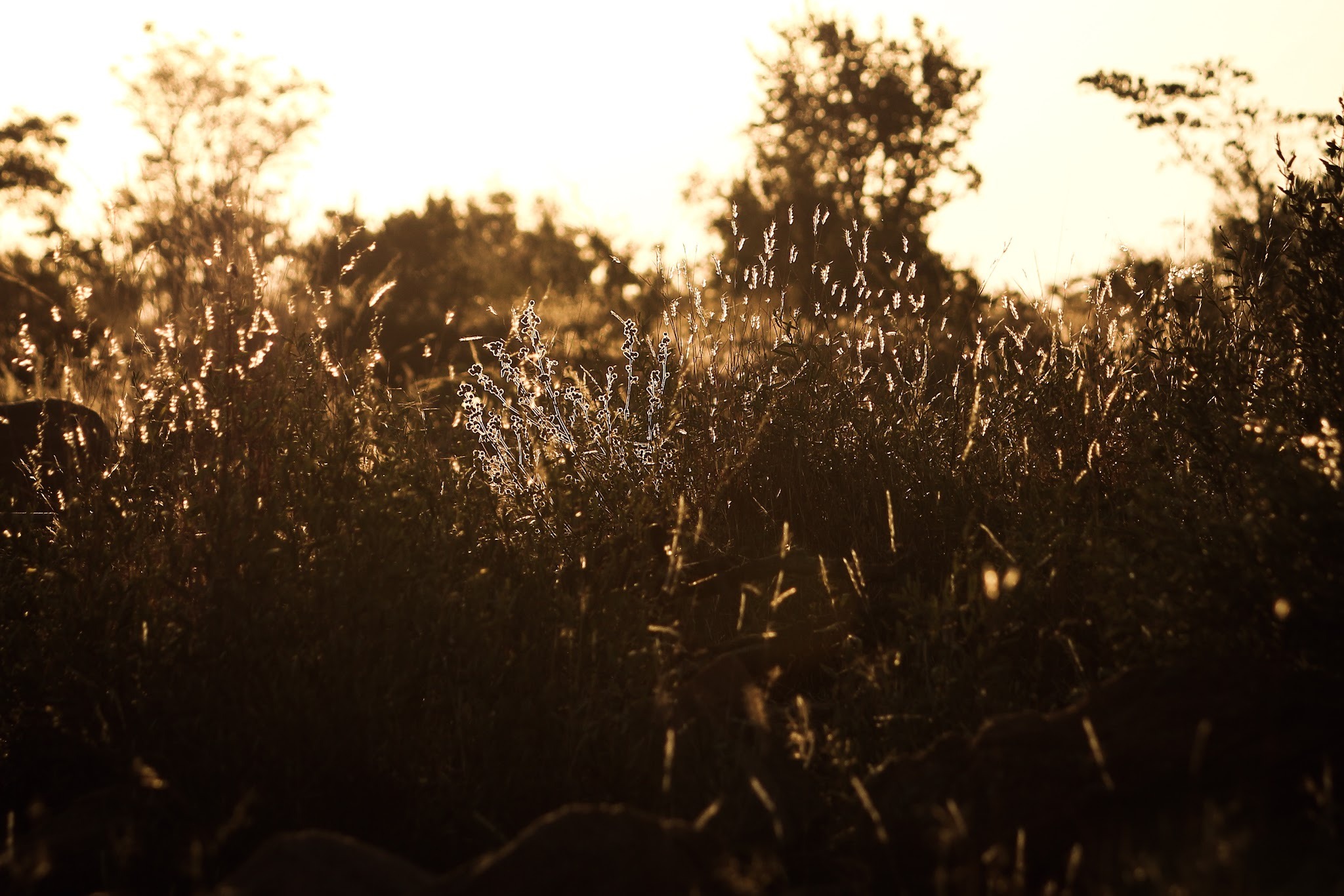 Nedile Lodge — photo 4