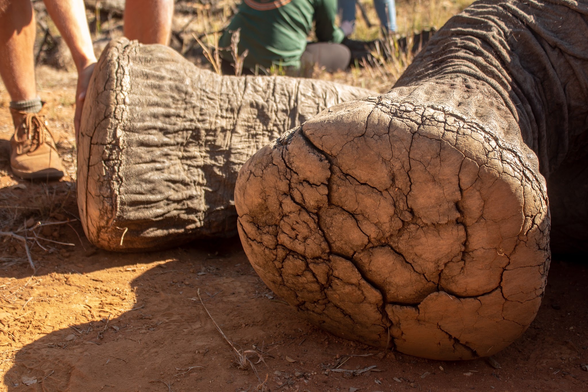 Nedile Lodge — photo 5