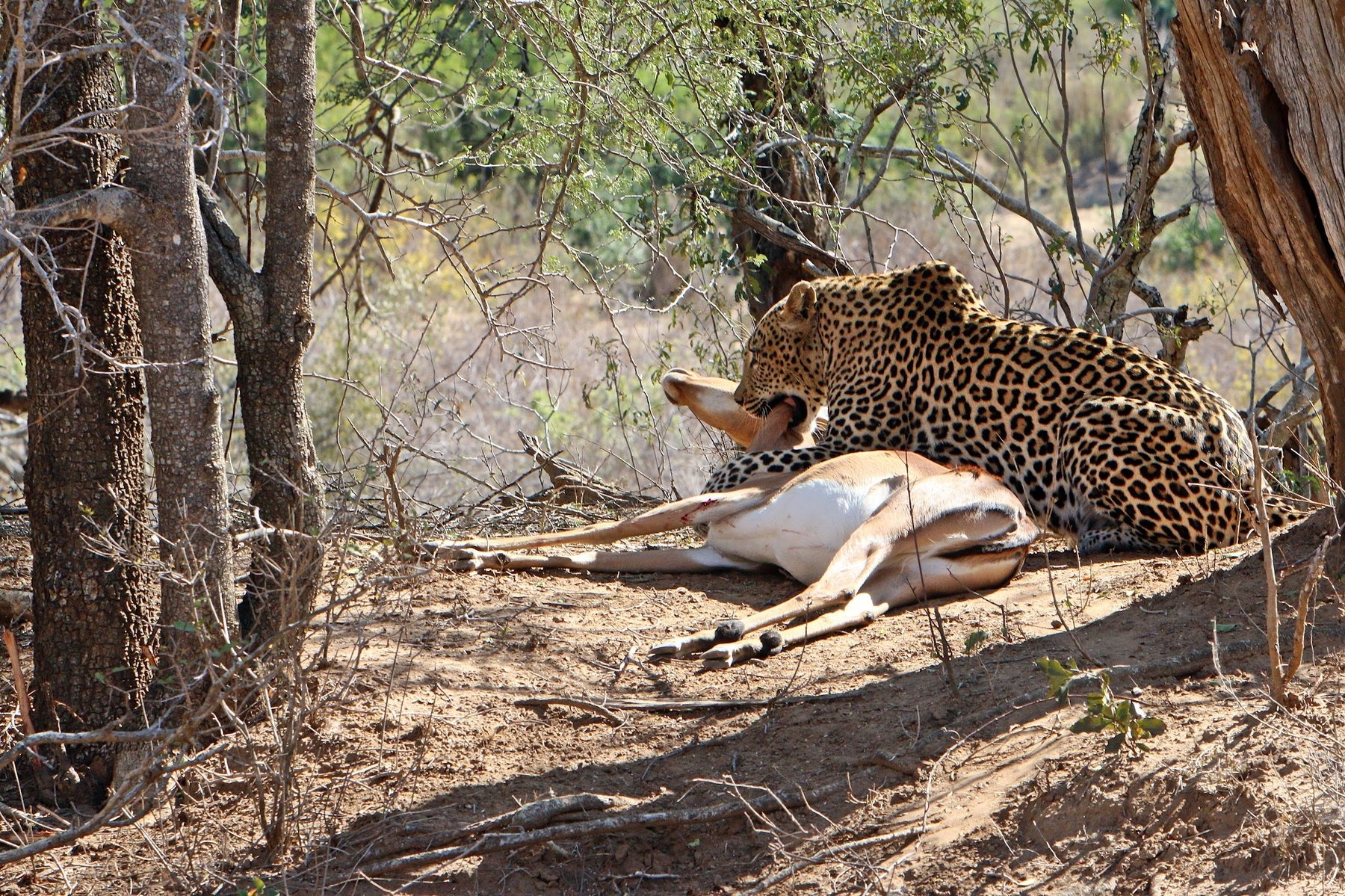 Needles Lodge — photo 2