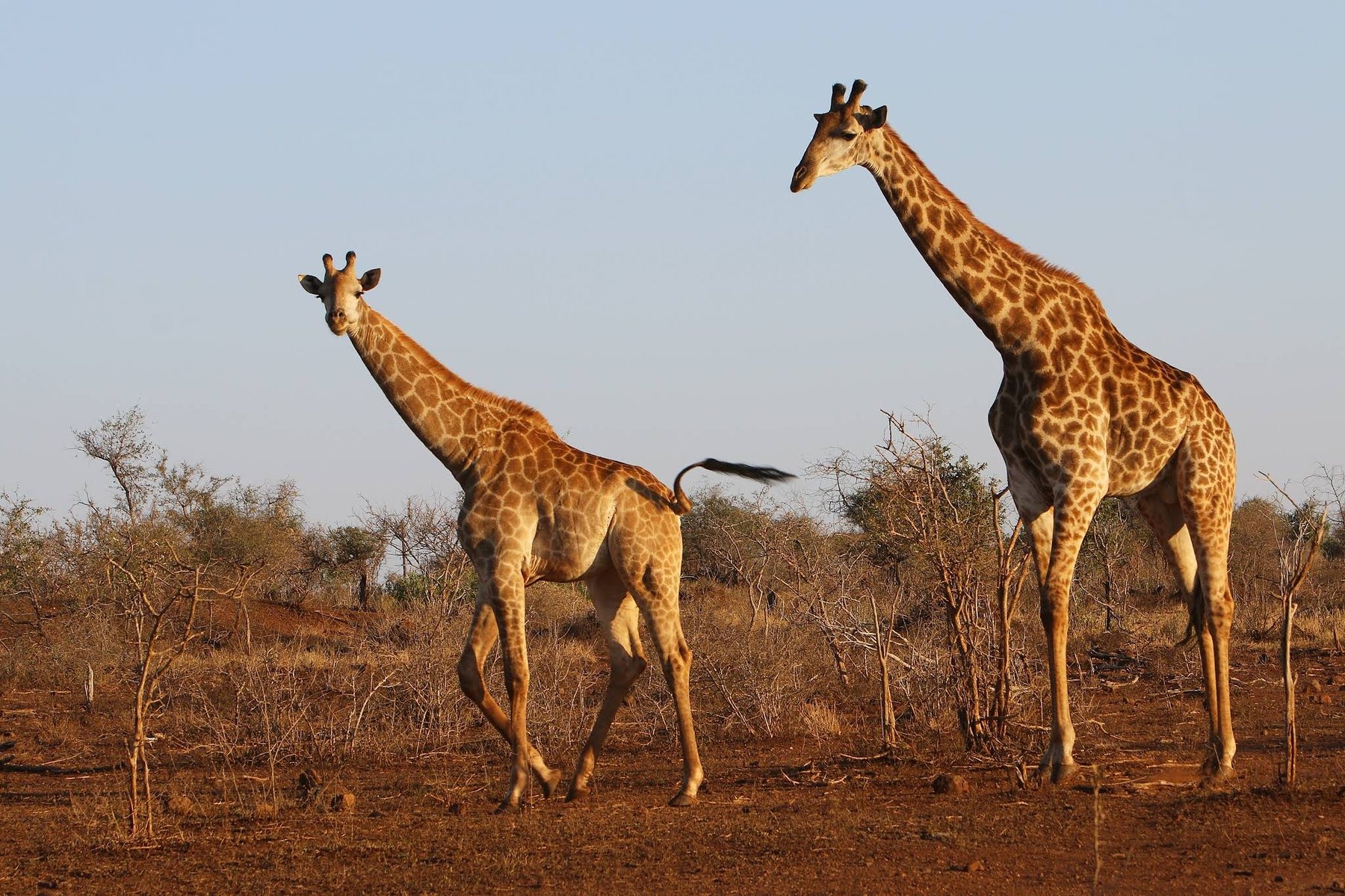 Needles Lodge — photo 4