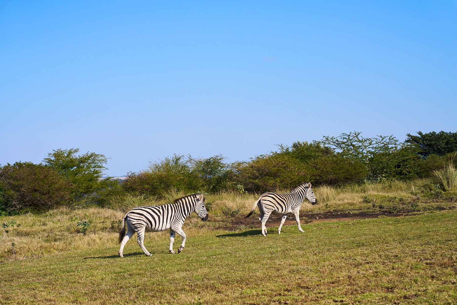 Olivewood Estate — photo 2