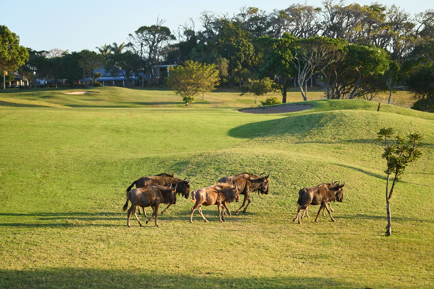 Olivewood Estate — photo 4