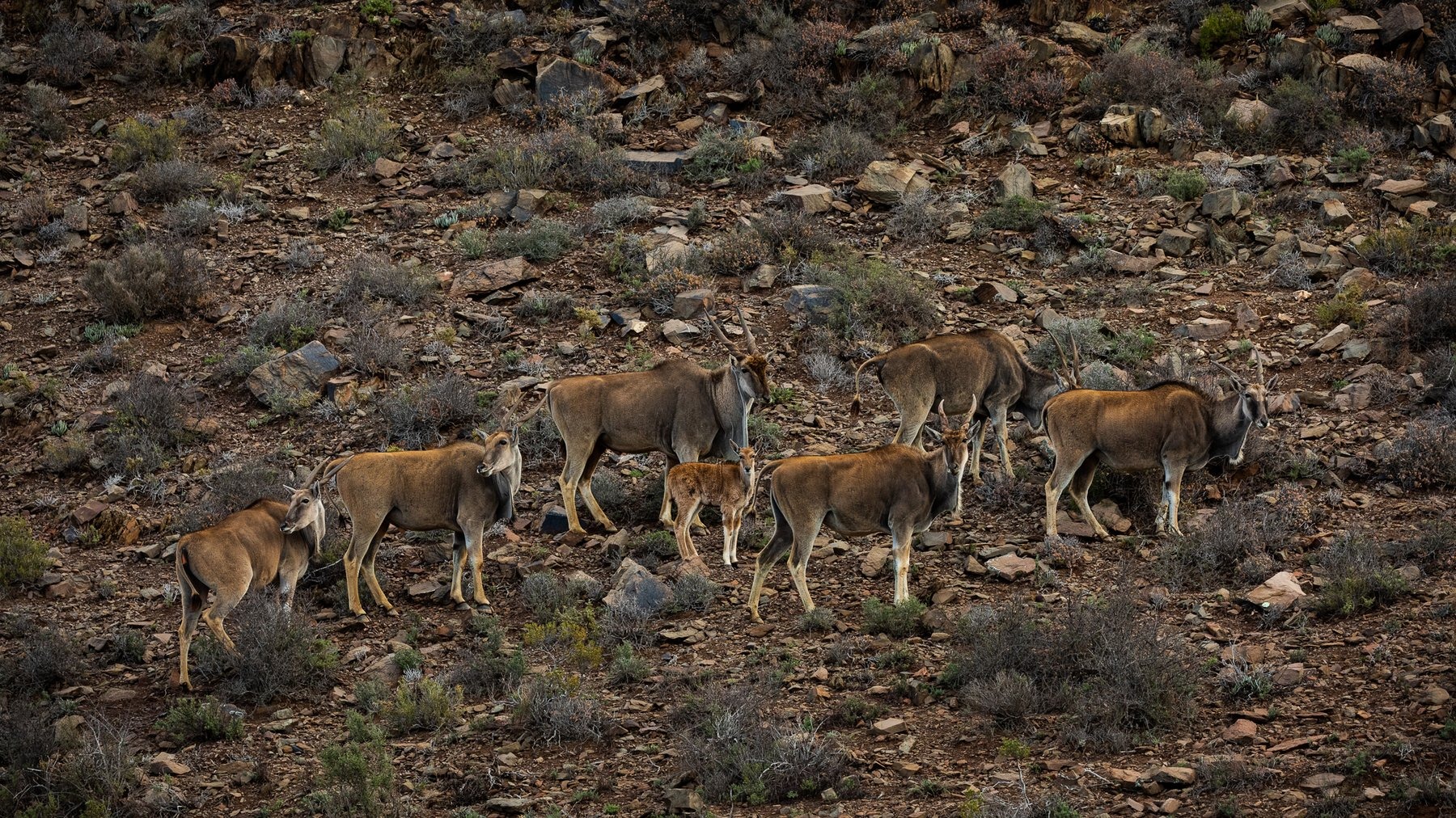 Sanbona Wildlife Reserve — photo 2