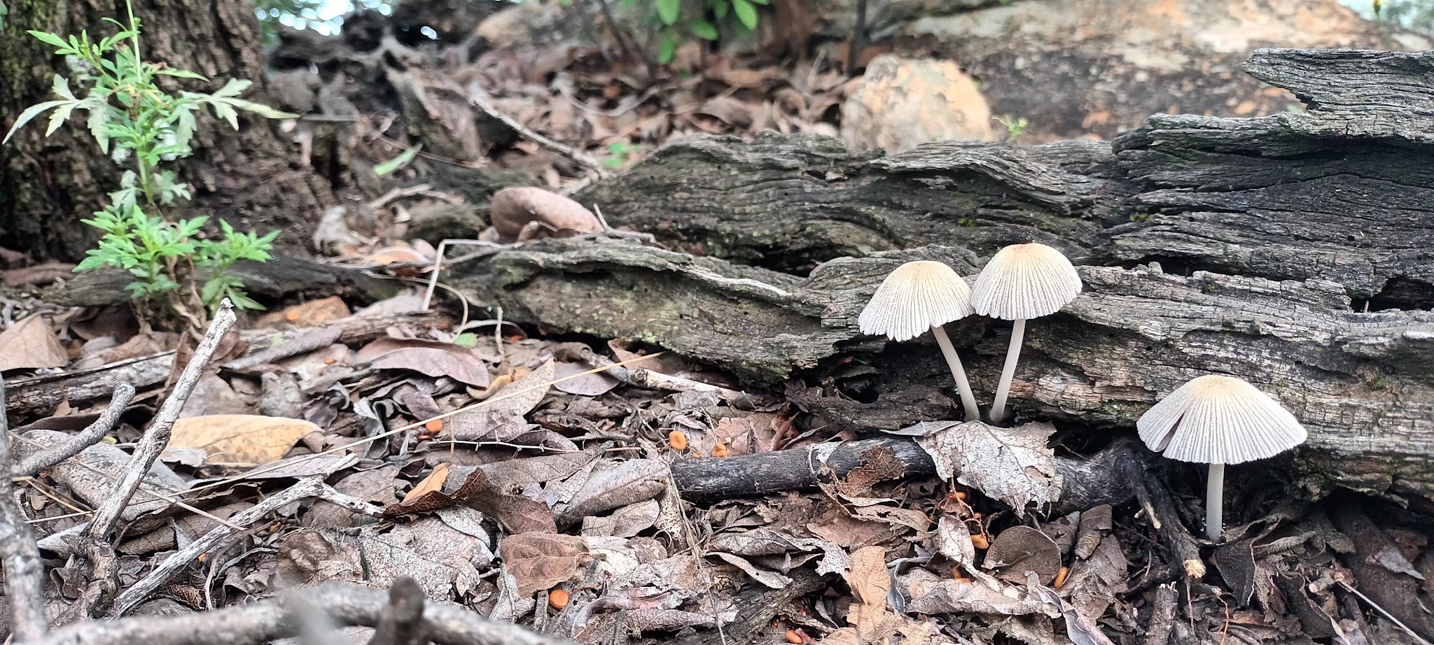 Smilin Thru Resort — photo 5