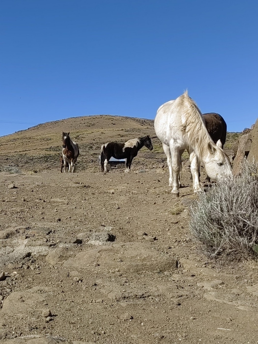 Tenahead Mountain Lodge — photo 5